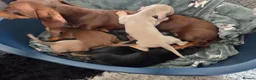 Miniature Dachshund dogs for sale: Beautiful Miniature dachshund pups  - Advert 12