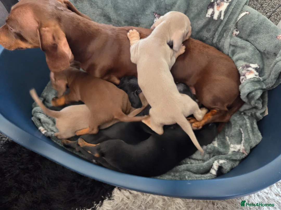 Miniature Dachshund dogs for sale: Beautiful Miniature dachshund pups  - Advert 12