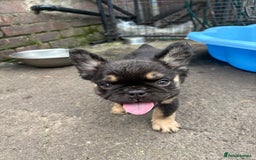 French Bulldog dogs for sale: Beautiful French bulldog girls (ready now) - Image 16