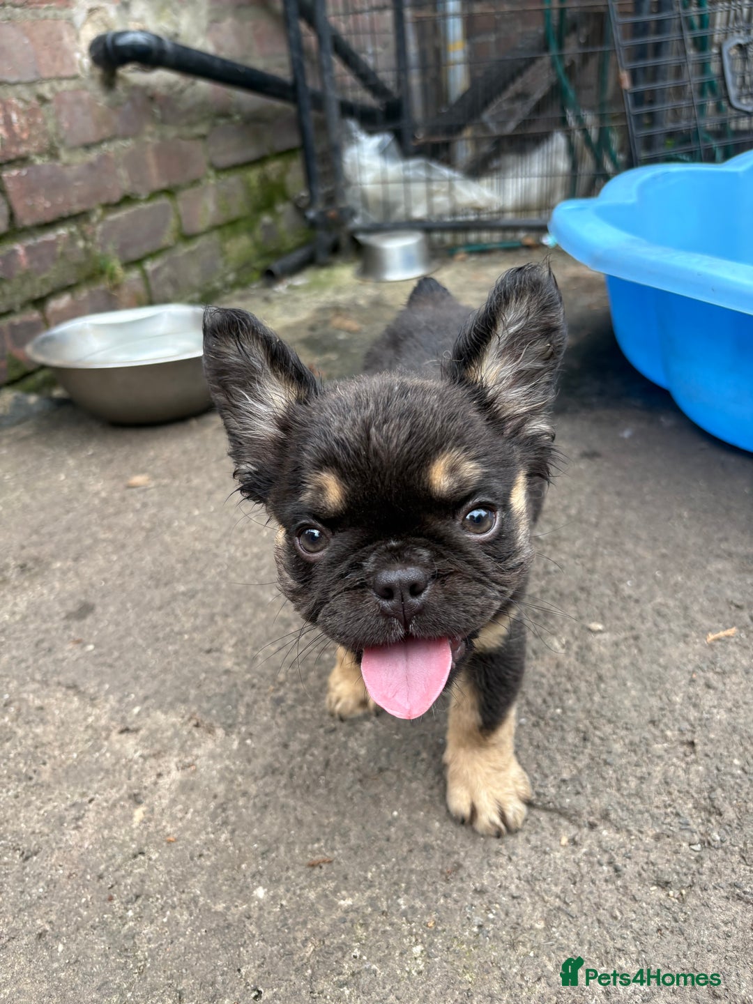 French Bulldog dogs for sale: Beautiful French bulldog girls (ready now) - Image 16