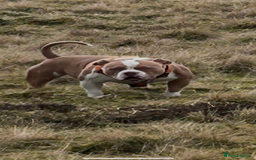 American Bully dogs for stud: American pocket bully  - Image 18