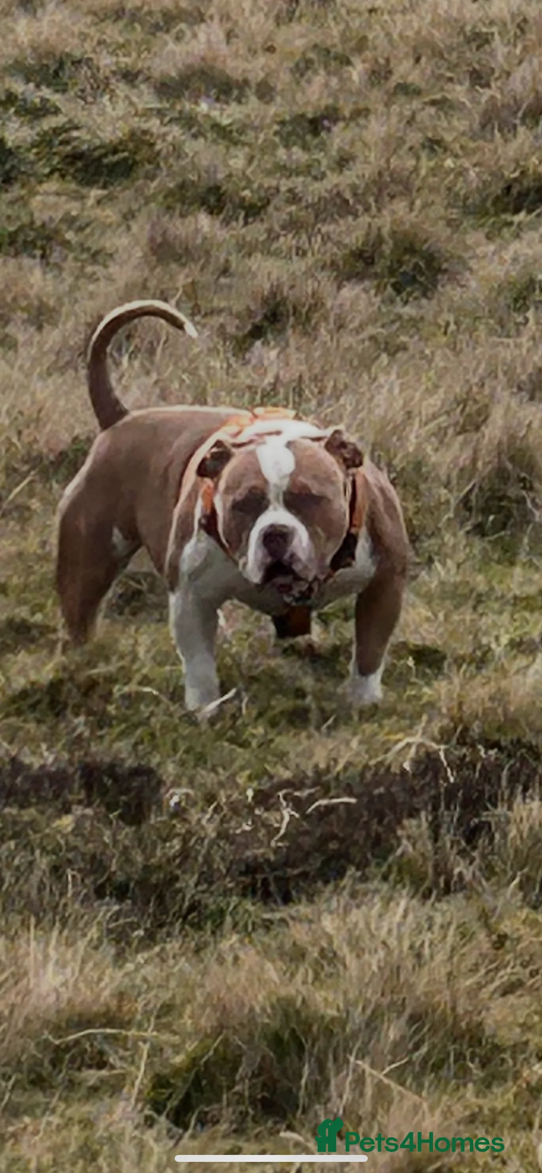 American Bully dogs for stud: American pocket bully  - Advert 18