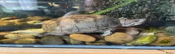Turtle reptiles for sale: 2x Turtles with tank and setup  in Rochester - Advert 5