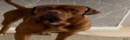 Dogue De Bordeaux dogs for sale: Dogue de Bordeaux 🐶 last 4 remaining 💙💙🩷🩷 - Advert 32