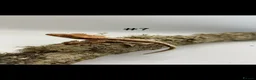 Gecko reptiles for sale: NEW Adult + Juvenile Crested Geckos + Lilly Whites - Advert 13