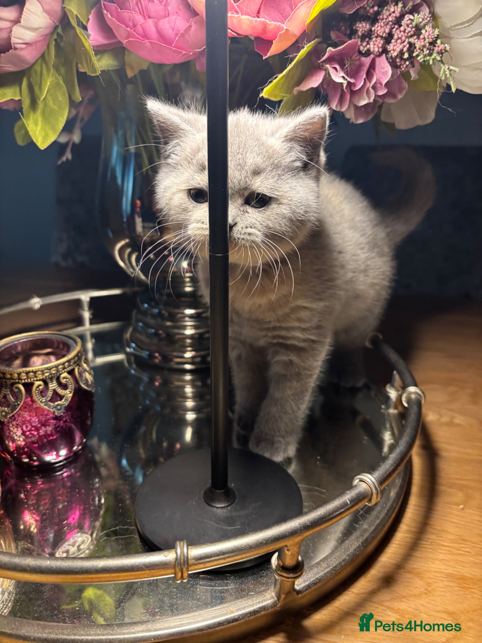 British Shorthair cats Stunning blue and cream bsh tortie GCCF reg!  - Advert 2
