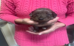Cockapoo dogs for sale: Miniature f1 cockerpoos  - Image 10