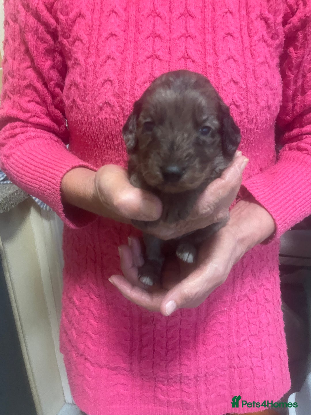 Cockapoo dogs for sale: Miniature f1 cockerpoos  - Image 10