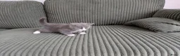 British Shorthair cats for sale: Marcin  - Advert 5