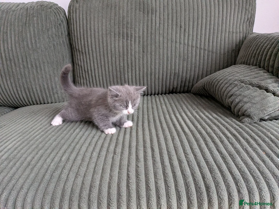 British Shorthair cats for sale: Marcin  - Advert 5
