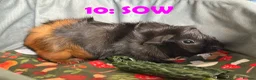 Guinea Pig rodents for sale: Various Guinea Pigs - Ready Now - Advert 19
