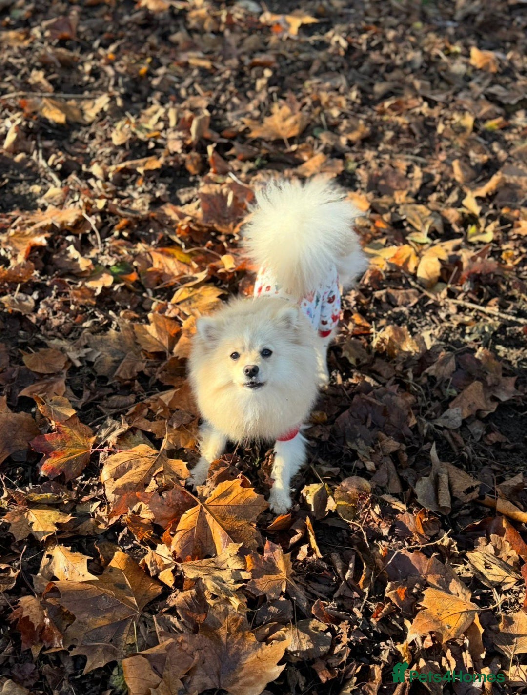 Pomeranian dogs for sale: 9 month old female Pomeranian - Advert 3
