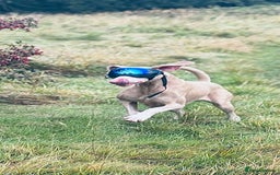 Dobermann dogs for stud: Health tested KC Registered Proven Stud - Image 2