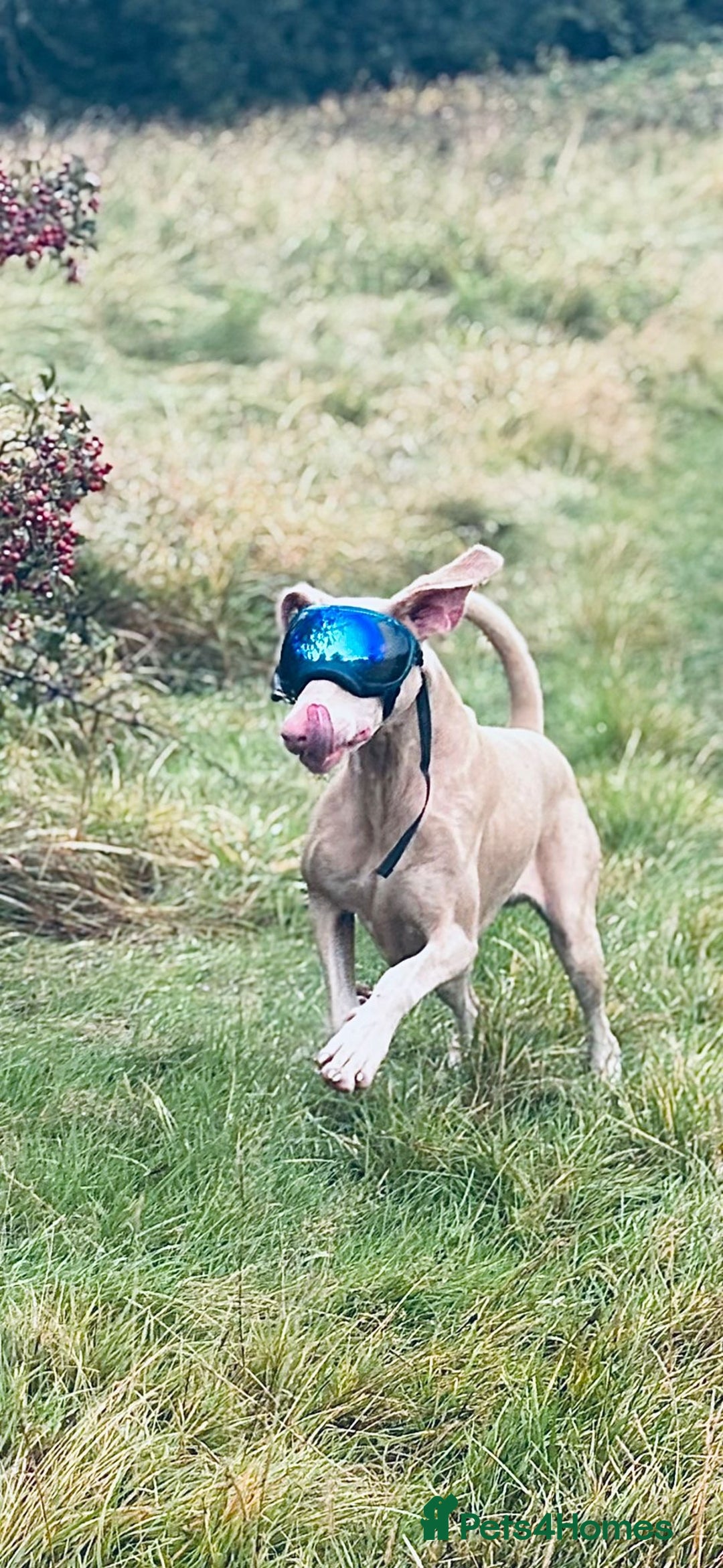 Dobermann dogs for stud: Health tested KC Registered Proven Stud - Image 2