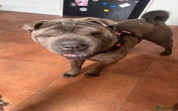 Shar Pei dogs for sale: Mika Female Shar Pei Age 4  - Image 6