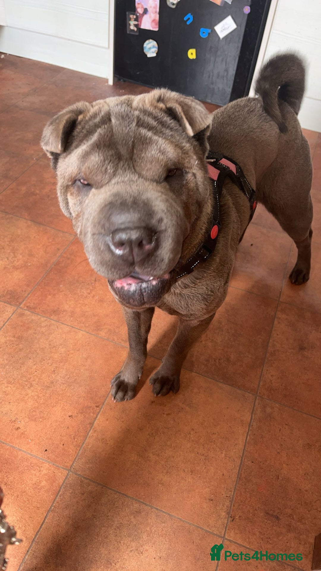Shar Pei dogs for sale: Mika Female Shar Pei Age 4  - Image 6
