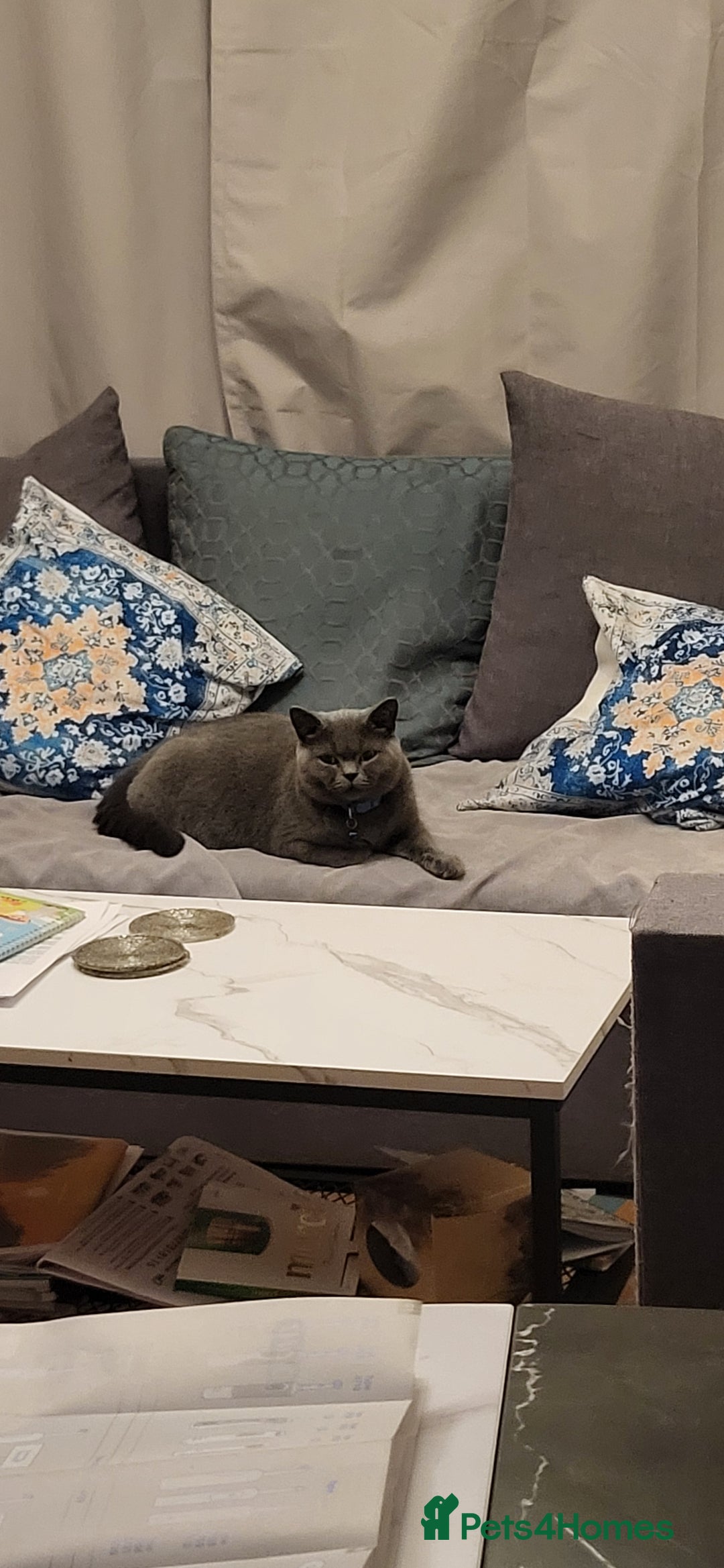 Mixed Breed cats for sale: Black boy  - Advert 3