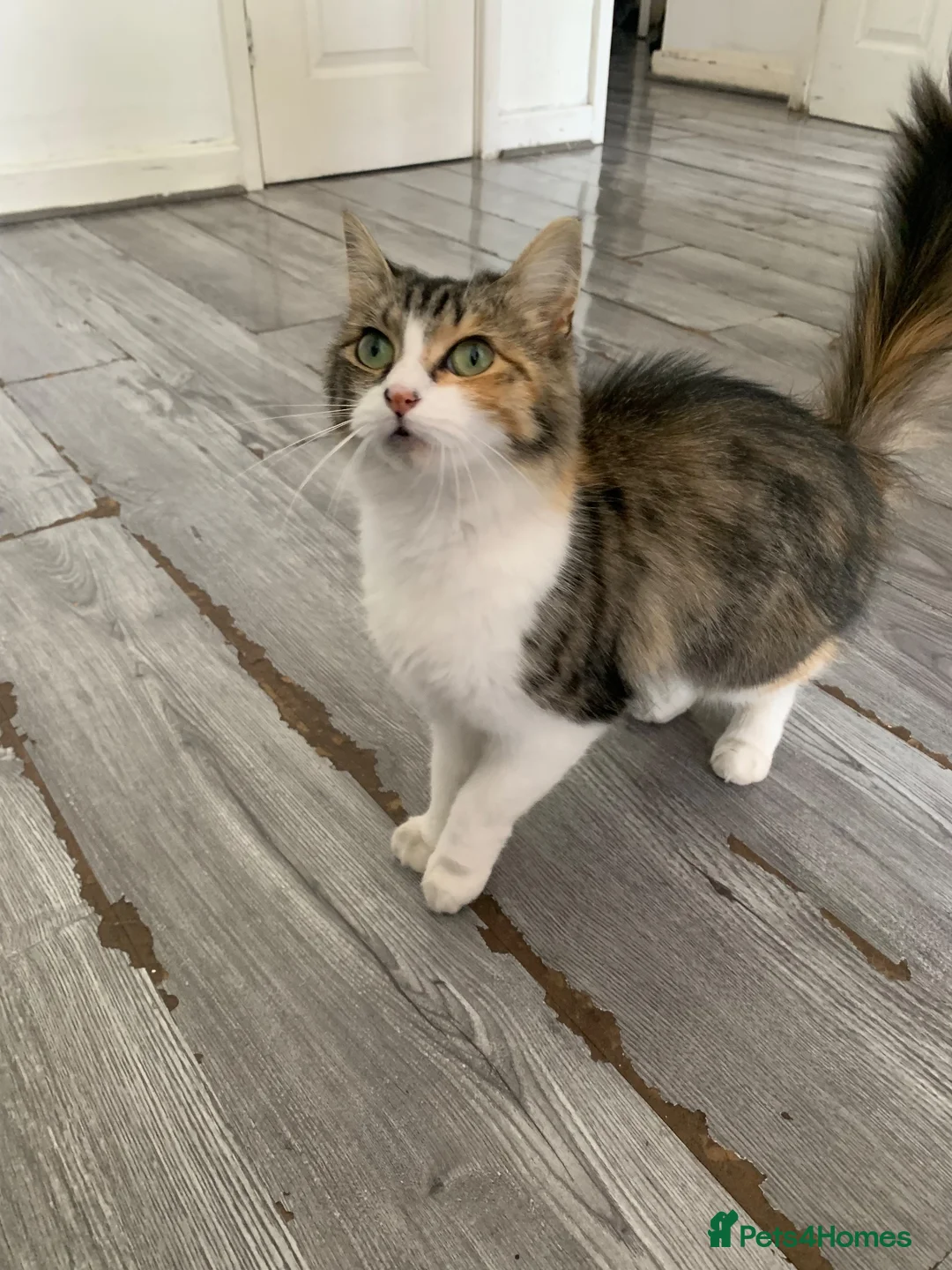 Ragdoll cats for sale: Fluffy loving female ragdoll - Advert 4