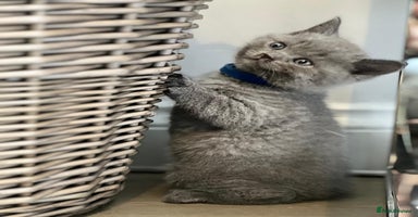 British Shorthair cats - Advert 16