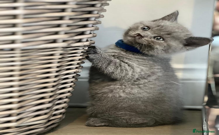 British Shorthair cats - Advert 3