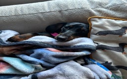 Miniature Dachshund dogs for sale: Coco needs a new home🩷🏡 - Image 9