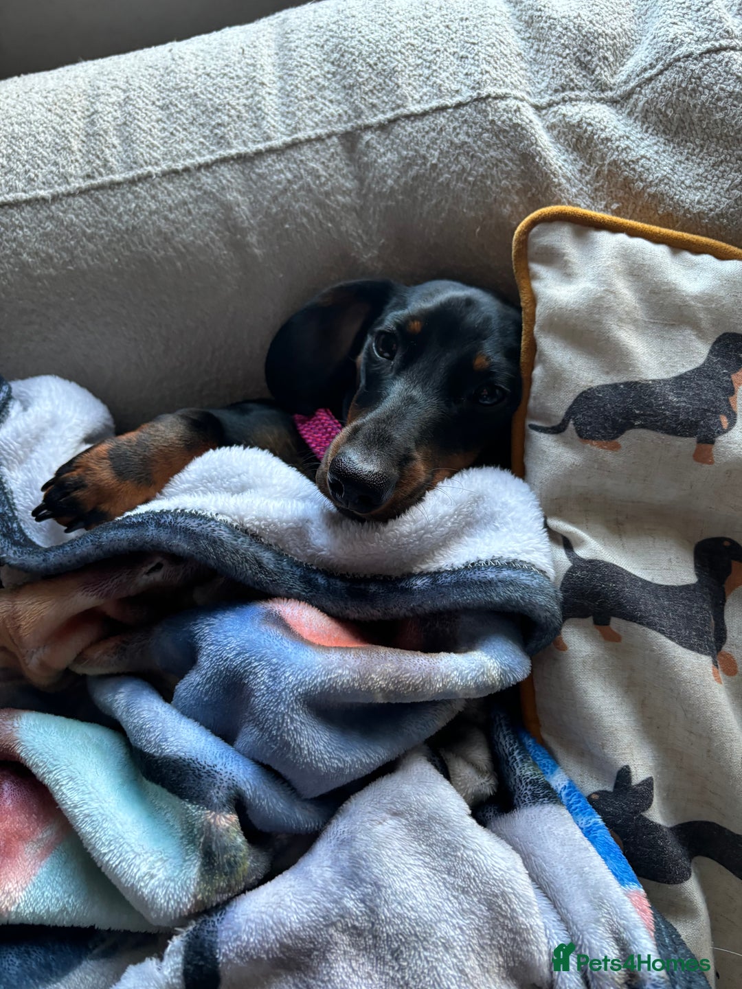 Miniature Dachshund dogs for sale: Coco needs a new home🩷🏡 - Image 9