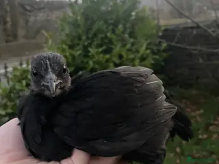 Chickens poultry Female Ayam Cemani - 7 weeks old - Advert 4