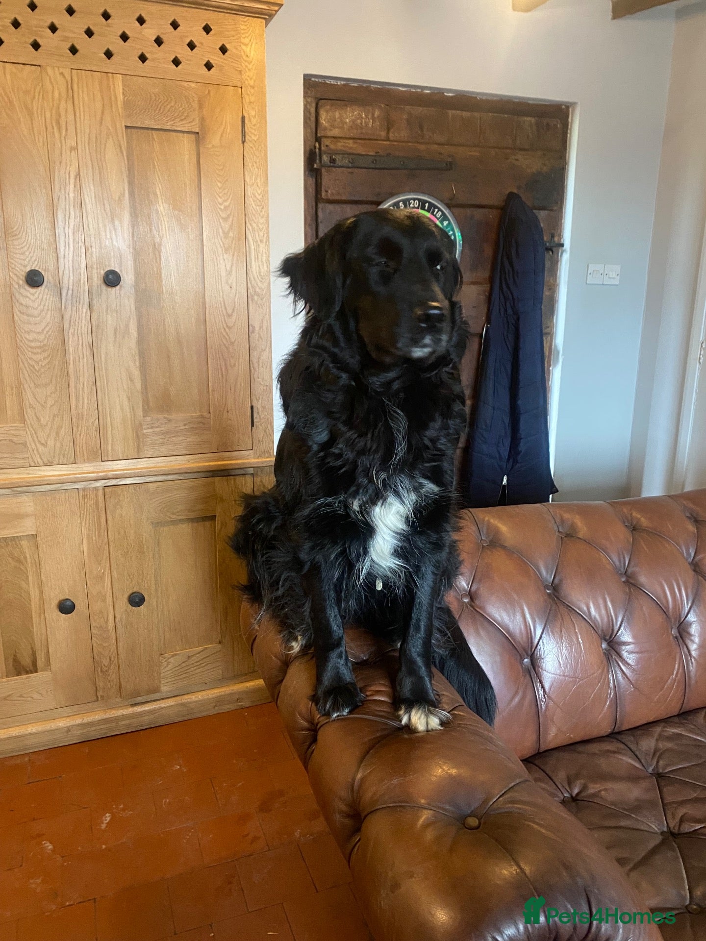 Mixed Breed dogs Beautiful retriever cross collies - ready to go - Advert 2