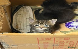 Mixed Breed cats for sale: Ch417dp  - Image 15