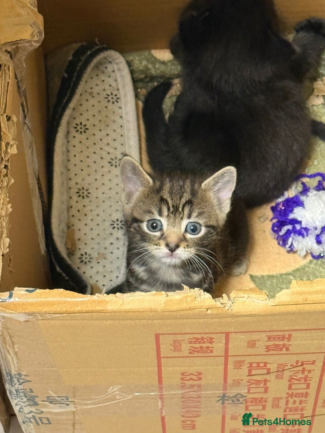 Mixed Breed cats for sale: Ch417dp  - Image 15