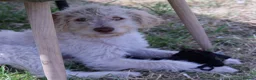 Labradoodle dogs for sale: A Better Start Fully Vaccinated Manners HomeRaised - Advert 1