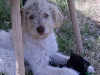 Labradoodle dogs A Better Start Fully Vaccinated Manners HomeRaised - Advert 10