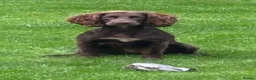 Cocker Spaniel dogs for sale: KC Registered Cocker Spaniels Due August  - Advert 4