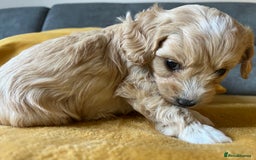 Maltipoo dogs for sale: Maltipoo Puppies  - Image 10