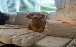 Cavapoo dogs for sale: Cavapoo Female  **  - Advert 1