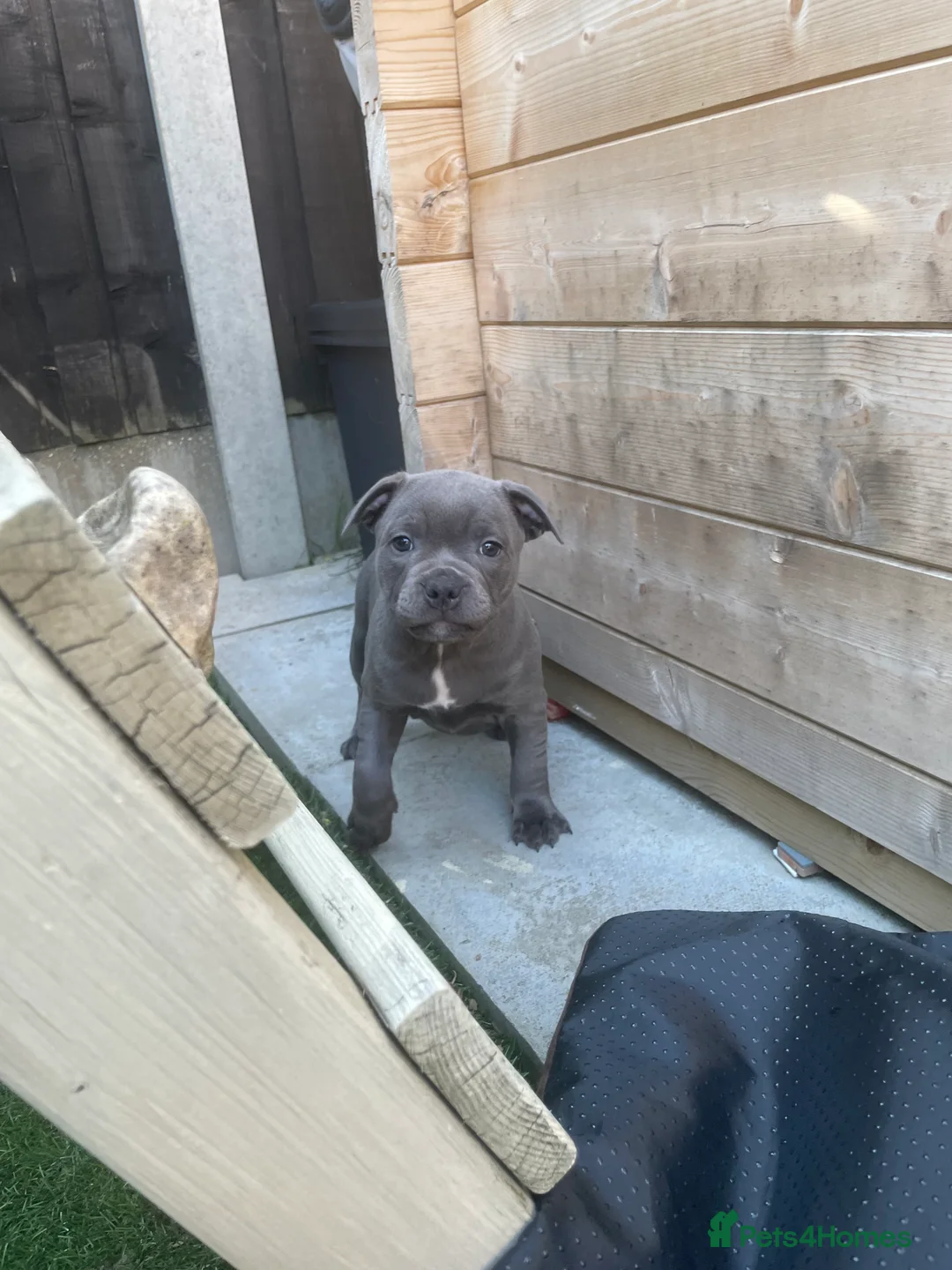 Staffordshire Bull Terrier dogs for stud: 📣THE 🔝 PRODUCING BLACK BLUE GENE CHAMPION IN UK  in Faversham - Advert 21