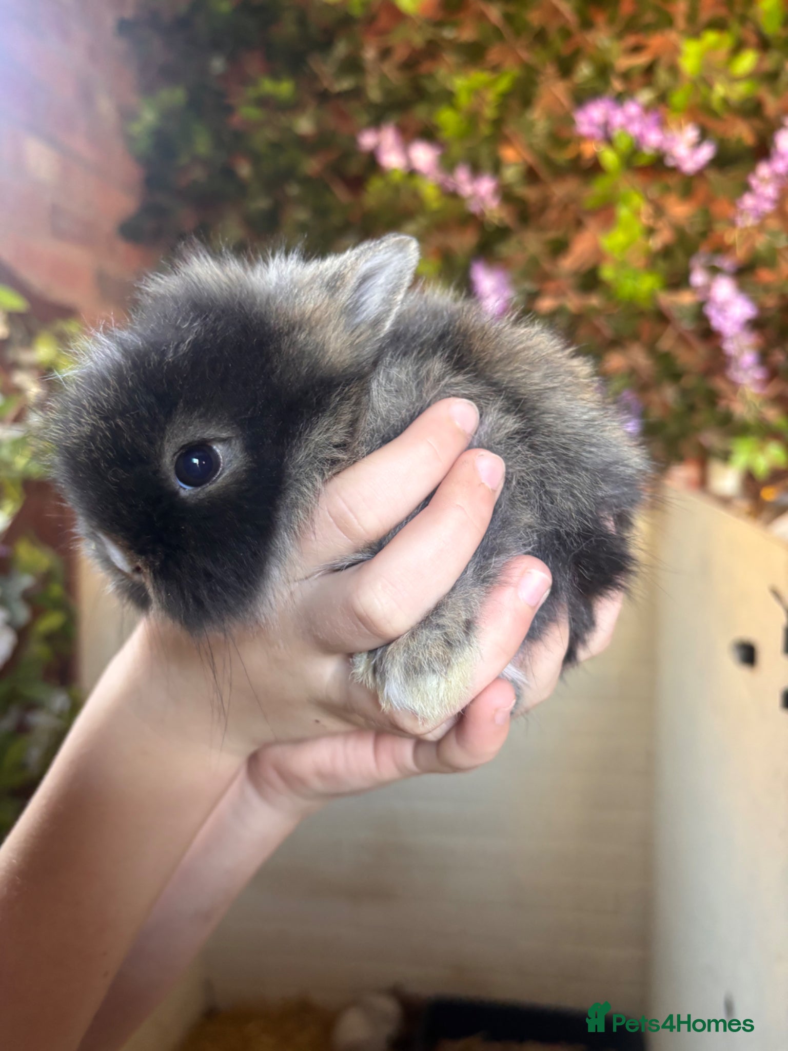 Lionhead rabbits Lion head  - Advert 5