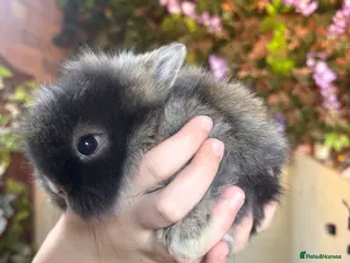 Lionhead rabbits Lion head - Advert 5