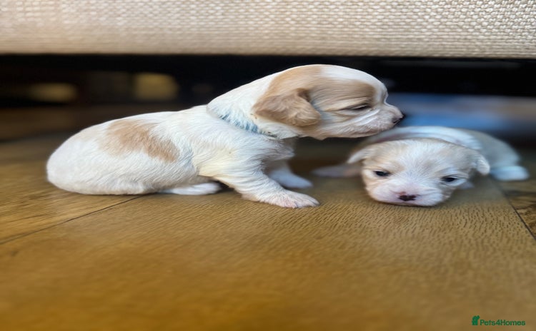 Mixed Breed dogs - Advert 4