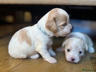 Mixed Breed dogs - Advert 5