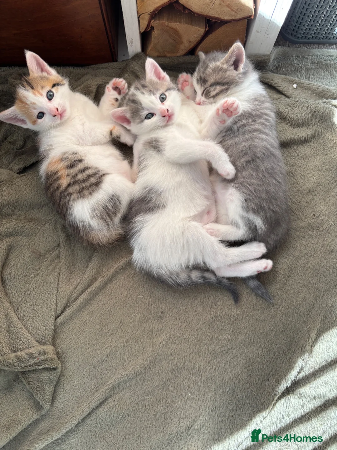 Mixed Breed cats for sale: Beautiful Kitten ready for new homes 9th July  in Craven Arms - Advert 2