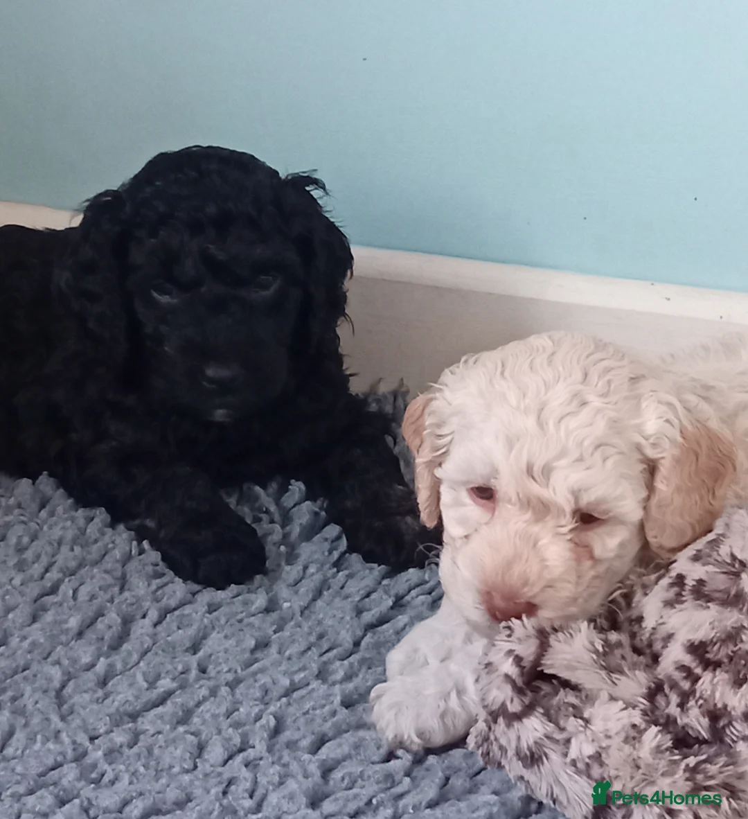 Goldendoodle dogs for sale: Adorable Miniature Double Doodle puppies  - Advert 23