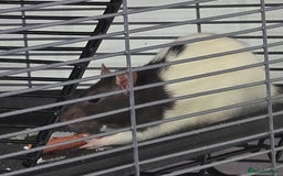 Rat rodents for sale: 2 Female rats looking for loving home - Image 2