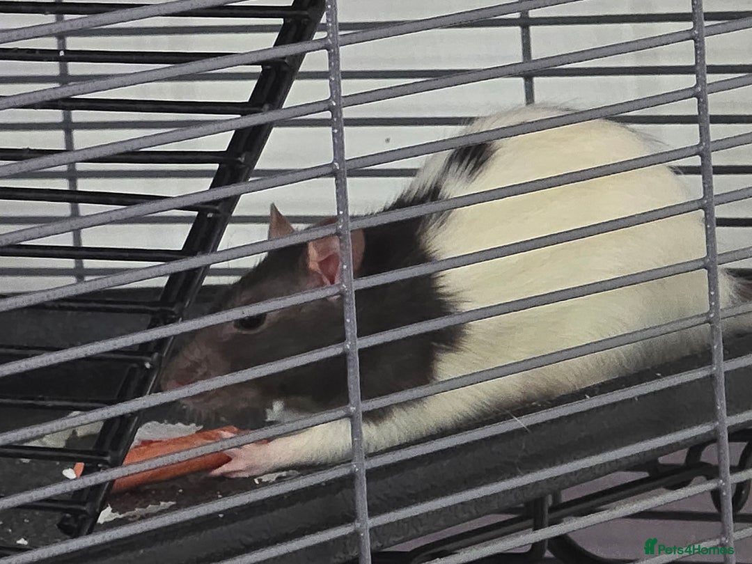Rat rodents for sale: 2 Female rats looking for loving home - Image 2