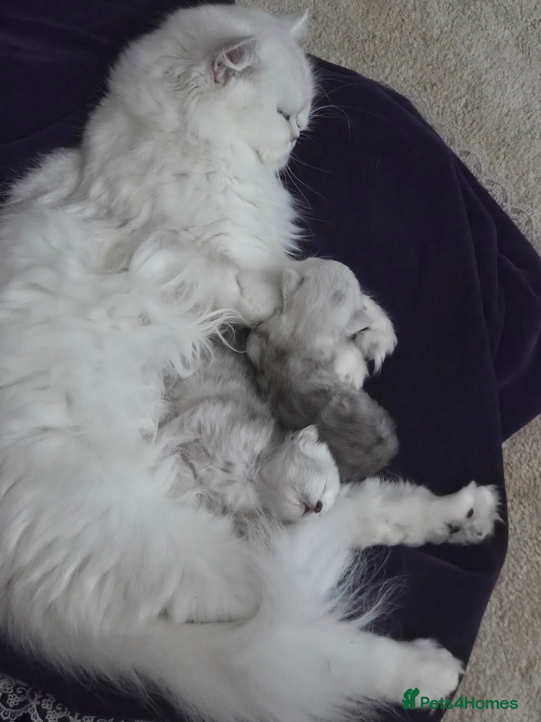 Persian cats for sale: Silvertip Chinchilla Persian- Boy & Girl Available - Advert 17