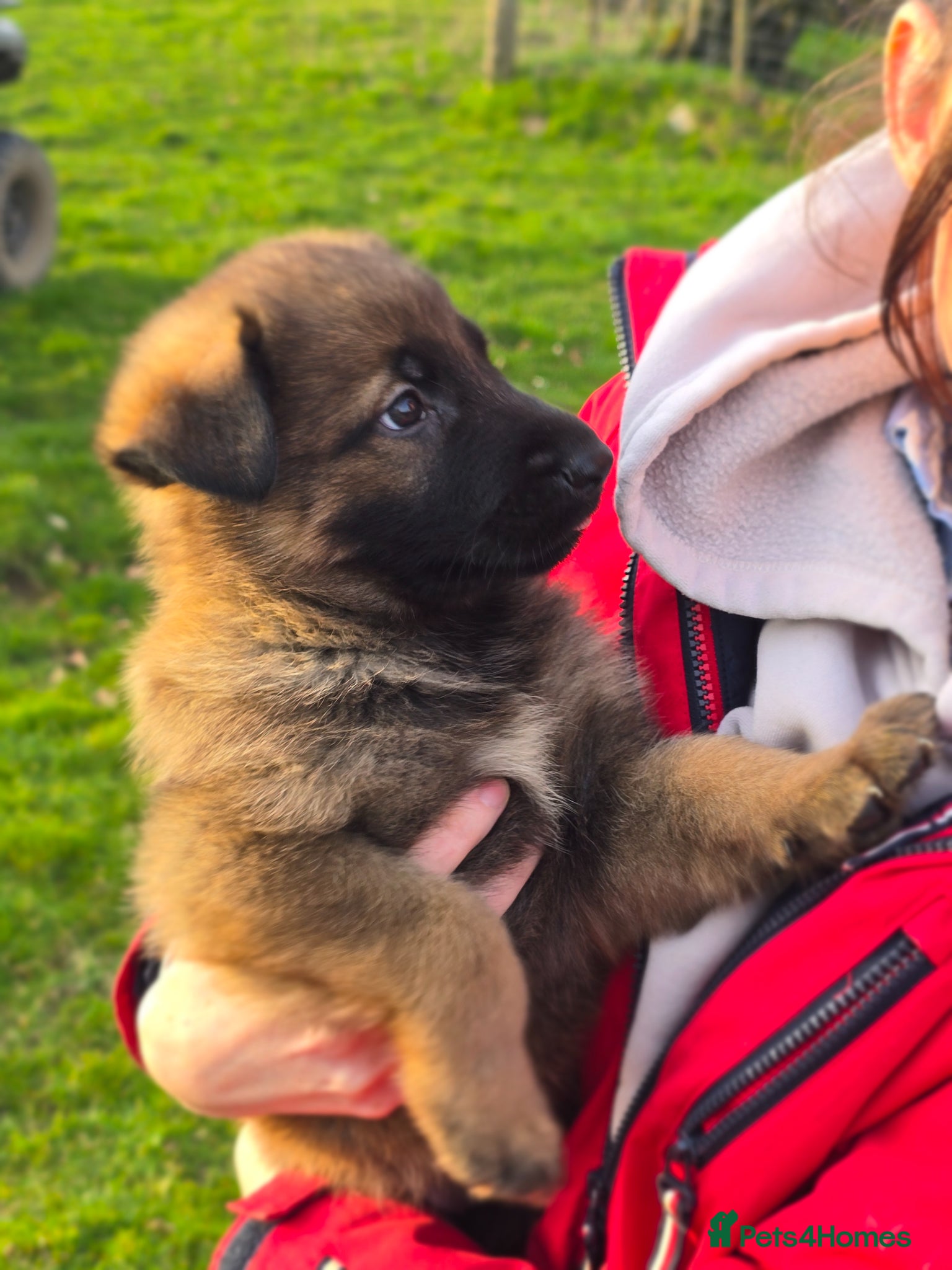 German Shepherd dogs Working line german shepherd pups  - Advert 14