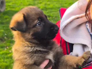 German Shepherd dogs Working line german shepherd pups - Advert 14