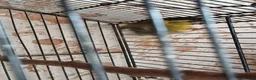 Finches birds for sale: Siskin males Siskin males  - Advert 3
