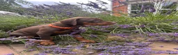 Dobermann dogs for sale: health tested Kc Reg dobermann puppies - Advert 3