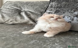 British Shorthair cats for sale:  🦁 Stunning Registered BSH /BLH Champion Lines 🦁 - Image 16